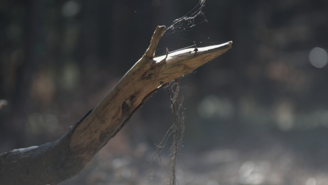 balades durant le confinement de mars 2020