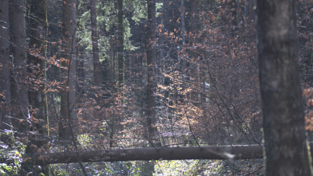 balades durant le confinement de mars 2020