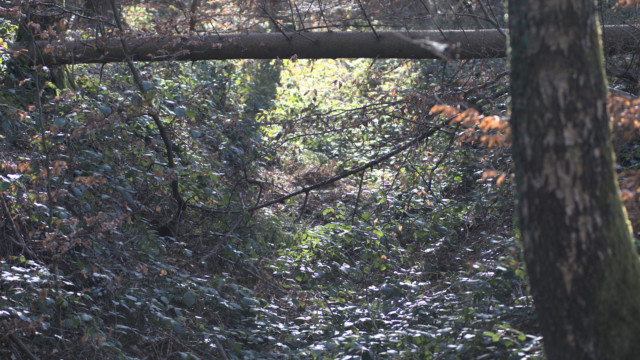 balades durant le confinement de mars 2020