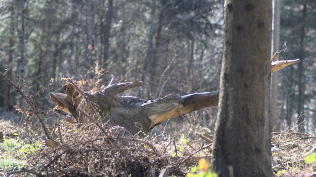 balades durant le confinement de mars 2020