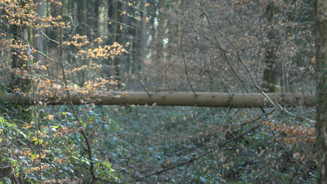 balades durant le confinement de mars 2020