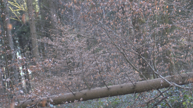 balades durant le confinement de mars 2020