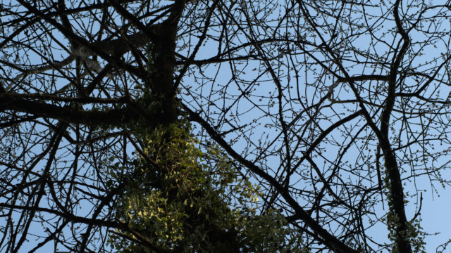 balades durant le confinement de mars 2020