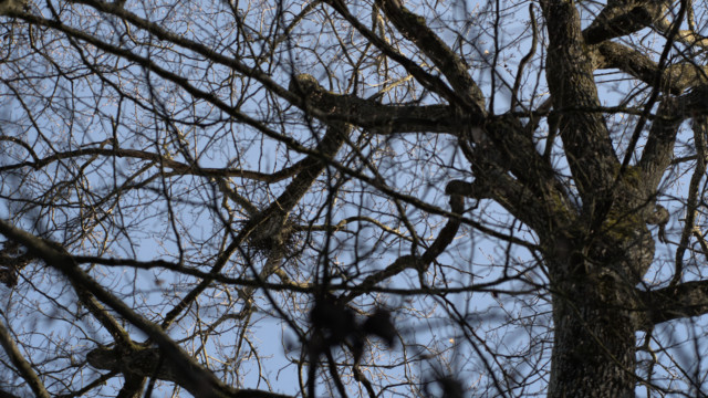 balades durant le confinement de mars 2020